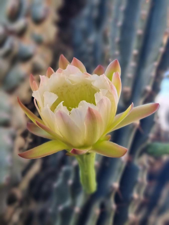 Cactus - Blooming Garden Apartments Каламата Экстерьер фото
